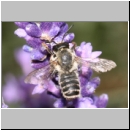 Megachile ericetorum - Blattschneiderbiene m07.jpg